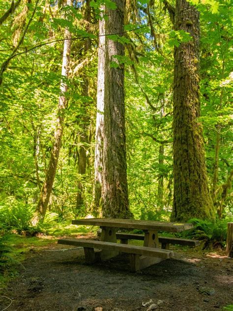 15 Best Campgrounds In Olympic National Park
