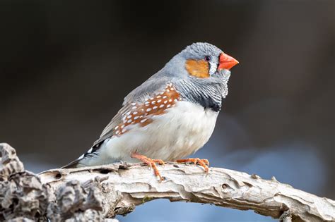 Finches Can Categorize Colors A Moment Of Science Indiana Public Media