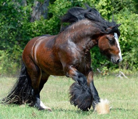 Pin On Horses Gypsy Vanners 1