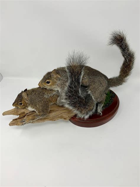 taxidermy mating squirrels etsy