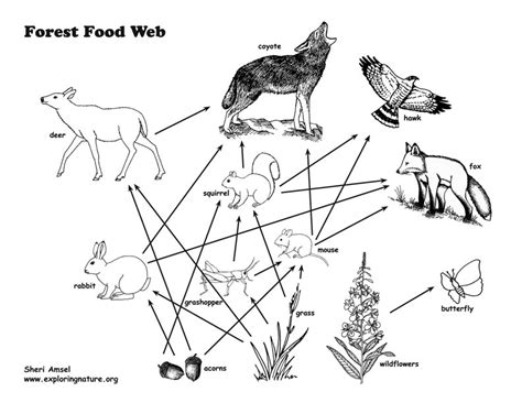 Food Web Activity And Teaching Visual Aid Models