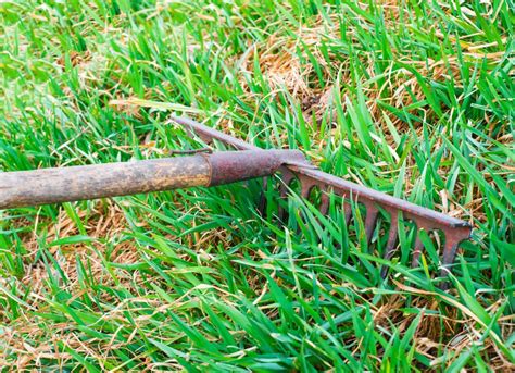 If you suspect you have a thatch problem, cut out a section of your lawn about 6 wide x 6 long, and 6 deep. Spring Lawn Care - 7 Steps to Revive Your Grass - Bob Vila