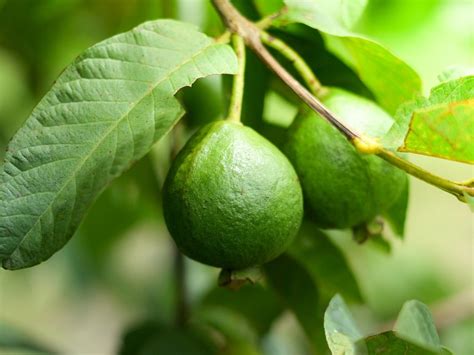 Guava Trees In Containers Learn About Guava Tree Container Care