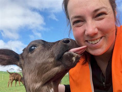 cows licking everyone smile and happy