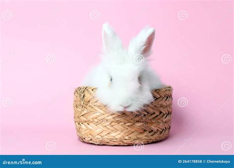 Fluffy White Rabbit In Wicker Basket On Pink Background Cute Pet Stock