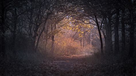 2560x1440 Trees Branch Pathway Dark Autumn Forest Backlit 1440p
