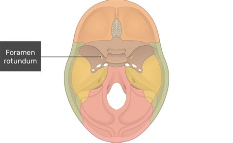 Foramen Rotundum And Ovale