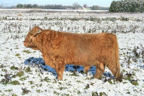 Highland Cattle Scottish · Free Photo On Pixabay