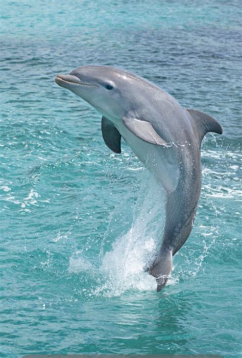 Beauty In The Wild Dolphin Photos Dolphin Art Sea Mammal Mammals