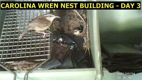 Carolina wrens usually go about their business alone or in pairs; CAROLINA WREN NEST BUILDING DAY 3 - YouTube