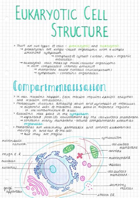 Here Are Some As Biology Notes I Made Yesterday On Eukaryotic Cell