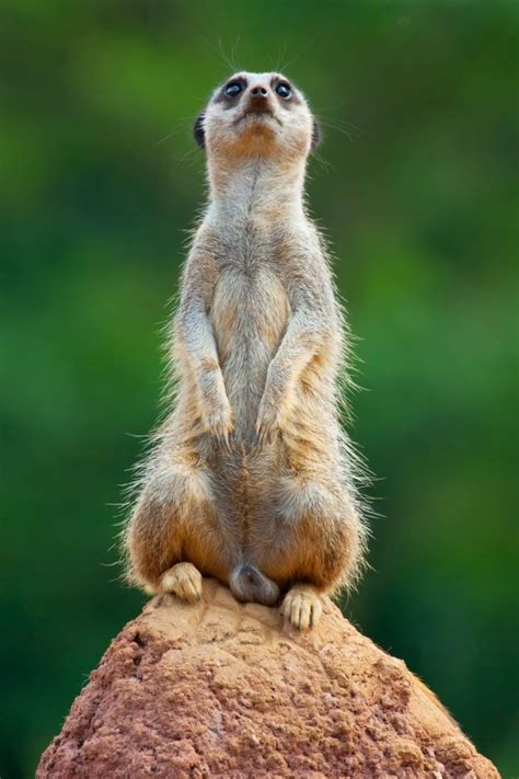 Free Images Desert Animal Cute Looking Lookout Wildlife