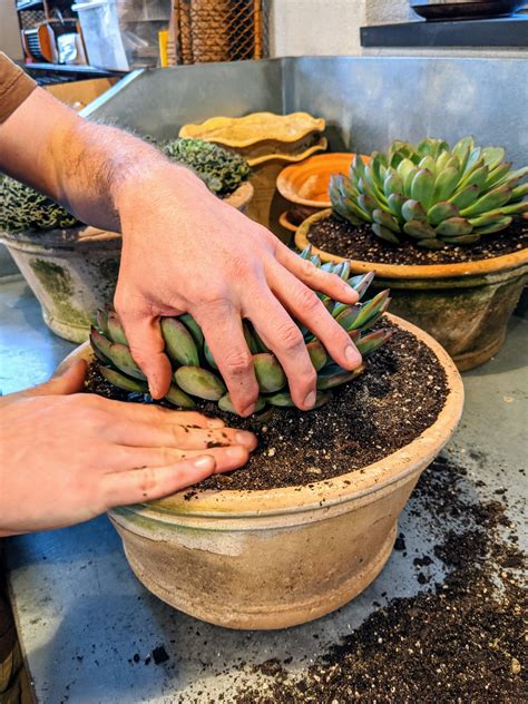 Potting Succulents For The Greenhouse The Martha Stewart Blog