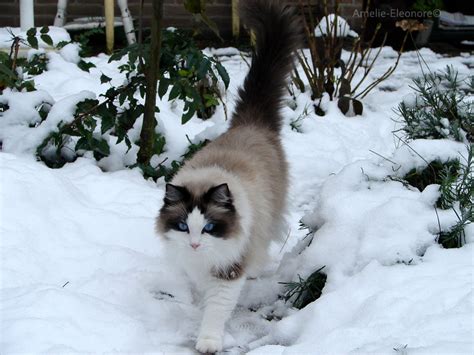 Post Pictures S Of Cats In The Snow Ign Boards