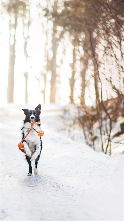 Wallpaper Dog Cute Animals Winter Snow Trees 4k
