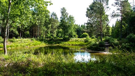 Free Images Landscape Tree Swamp Wilderness Sky Meadow Lake