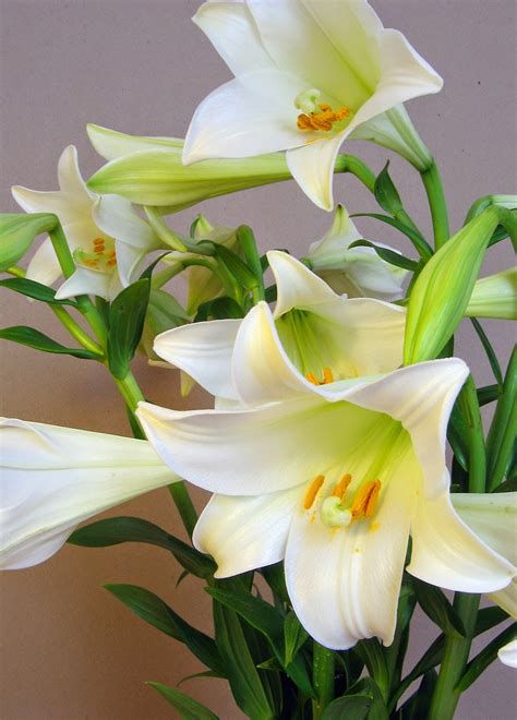 The latest tweets from bunga lily (@sharnawati). Koleksi Tanaman Hias: Bunga Bakung/ Bunga Lily ( Lilium)