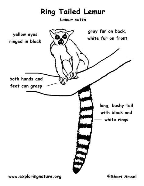 Lemur Ring Tailed