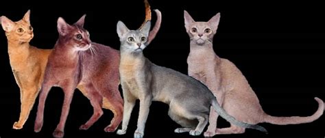 The Abyssinian