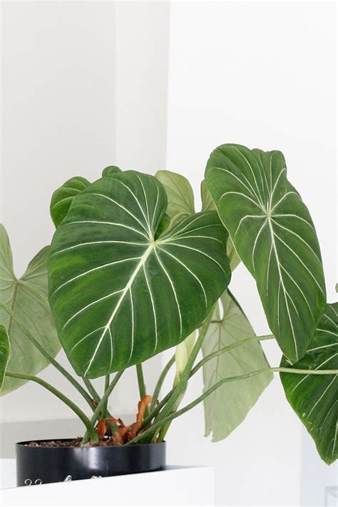 It is not easy to corrode and fade away. 7 Heart Shaped Plants Perfect for Valentine's Day | ctrl ...