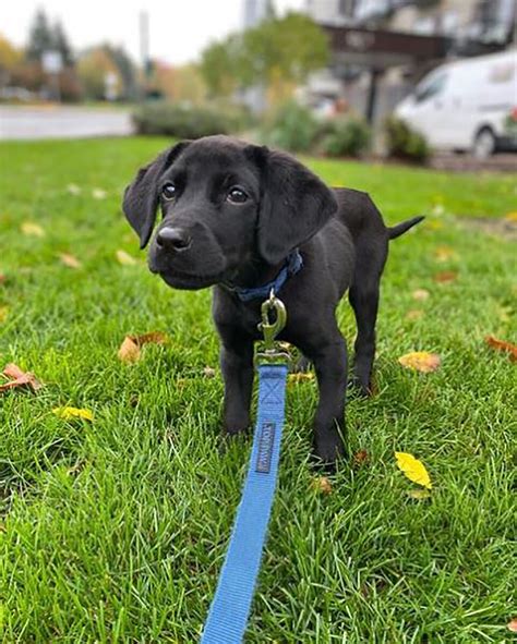 Miniature Labrador A Smaller Version Of The Popular Lab