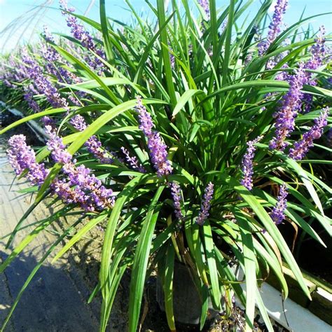 Buy Liriope Muscari Big Blue Online Shade Perennials Bay Gardens