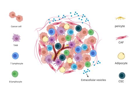 Tme Components The Different Types Of Stromal Cells Extracellular