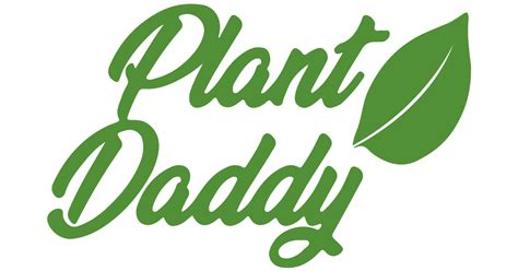 Indoor Plants Sydney Hand Delivered In Sydney Plant Daddy