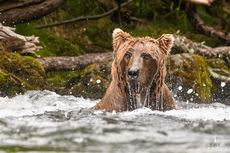 Brown Bear Ursus Arctos In River Dripping Water Katmai Alaska