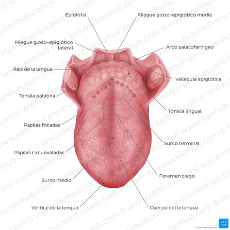 Lengua Anatomía Músculos Vascularización E Inervación Kenhub