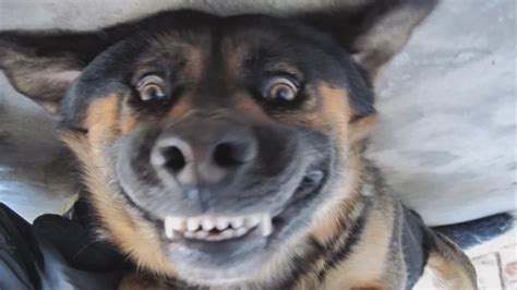 Dogs Smiling For Camera Compilation Youtube