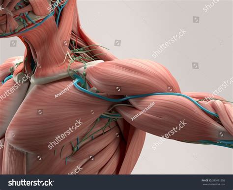 If you know where muscles attach and how they contract then you can know how to. Human anatomy detail of shoulder. Muscle, arteries on ...