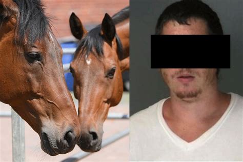 Mann Hat Mehrfach Sex Mit Pferden Noch Schlimmer Erging Es Seinem Hund