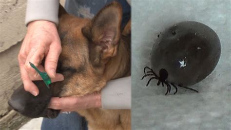How To Remove A Tiny Tick From Dog Howtormeov