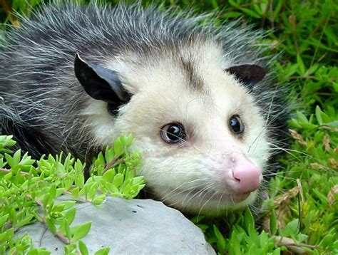 17 Best Images About Pet Opossums On Pinterest Pets Your Shot And