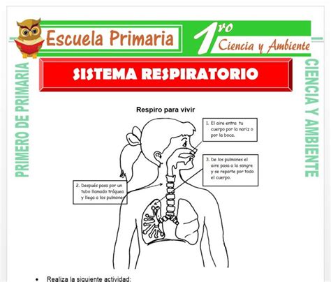 Sistema Respiratorio Para Primero De Primaria Escuela Primaria