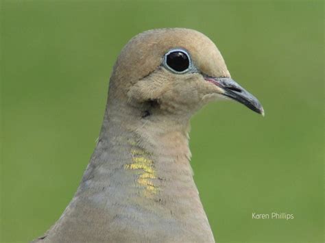 Items Similar To Mourning Dove Up Close Color Photo Print Of Bird Face