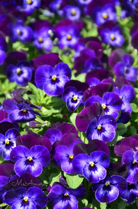 Purple Pansies | Pansies flowers, Pansies, Purple pansy