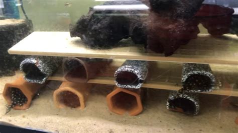How To Set Up A Pleco Breeding Tank For Fancy Plecos Basic Tips And