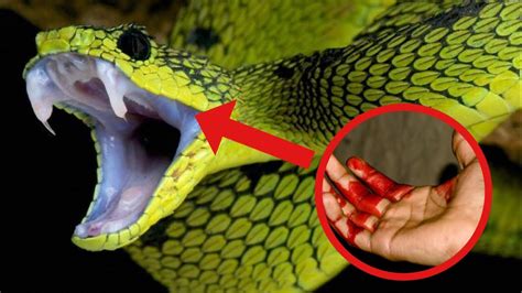 The Top 10 Most Dangerous Animals In The World Youtube