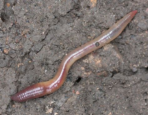 Common Earthworm Naturespot
