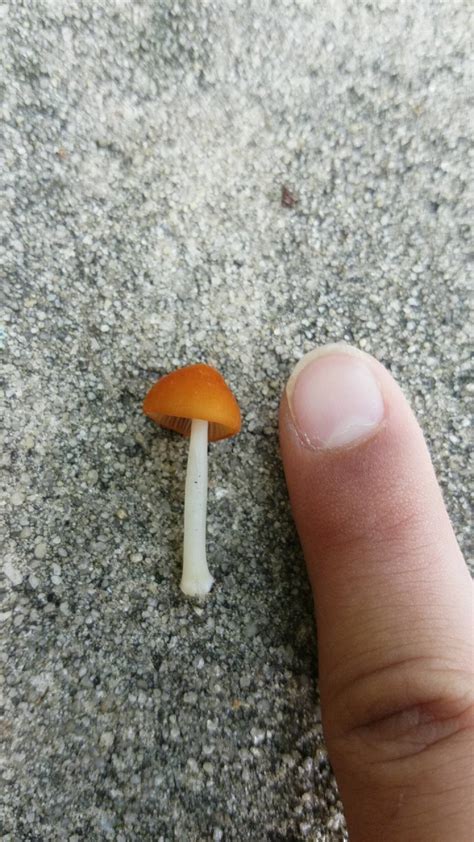 Florida Mushroom Id Help Appreciated Mushroom Hunting And