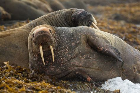 I Photographed These Walruses In The Northern Part Of Svalbard An