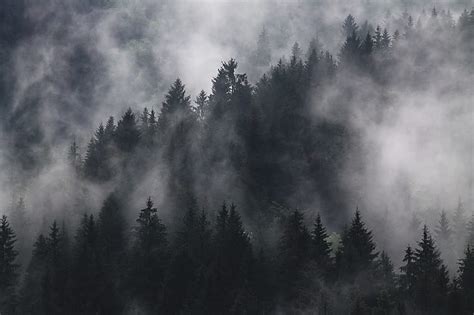 Royalty Free Photo Grayscale Photography Of Forest Covered By Fogs