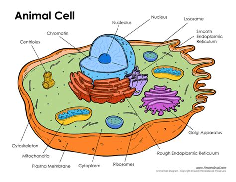 Check spelling or type a new query. Printable Animal Cell Diagram - Labeled, Unlabeled, and Blank