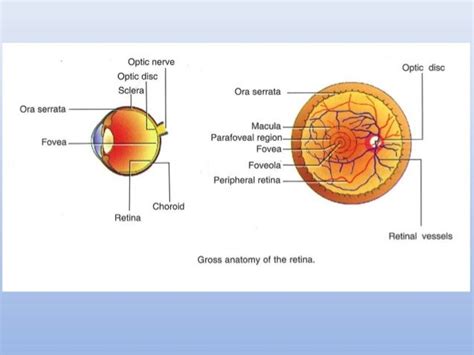 Anatomy Of Retina
