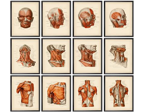 Muscular System Anatomy And Physiology Posters Vintage Anatomy Etsy