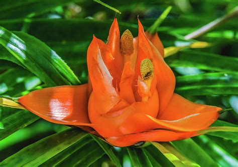 Colorful Orange Flowering Pandanus Flower Florida Photograph By William