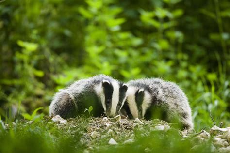Badger Culling To Be Allowed In Lincolnshire And Leicestershire To Stop