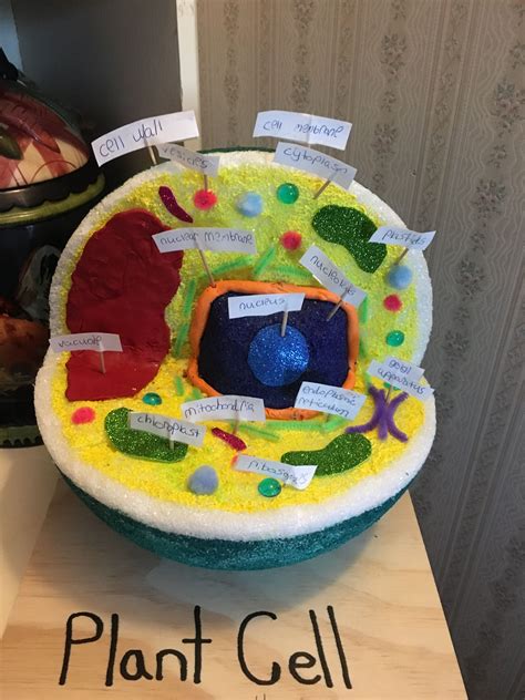 3 D Plant Cell Plant Cell Project Edible Cell Project Plant Cell Model